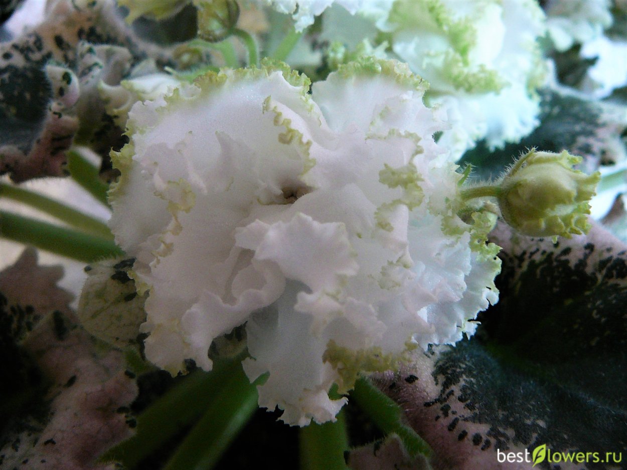 Фиалка Ян Наталка