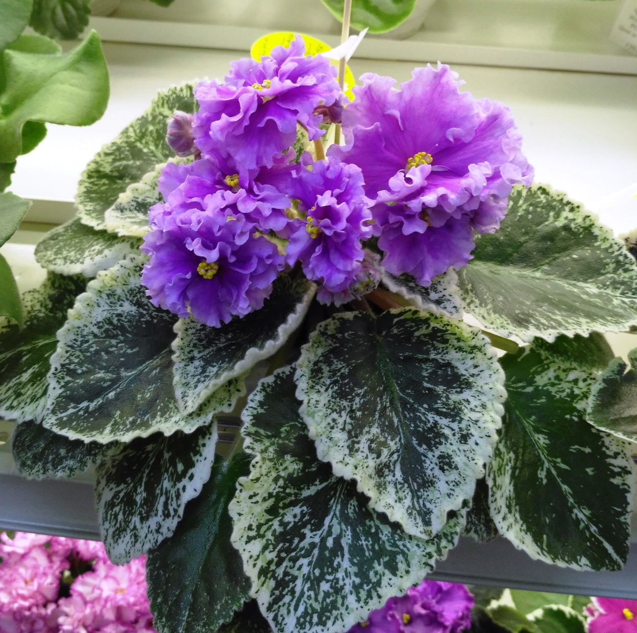 Фиалка грезы Султана