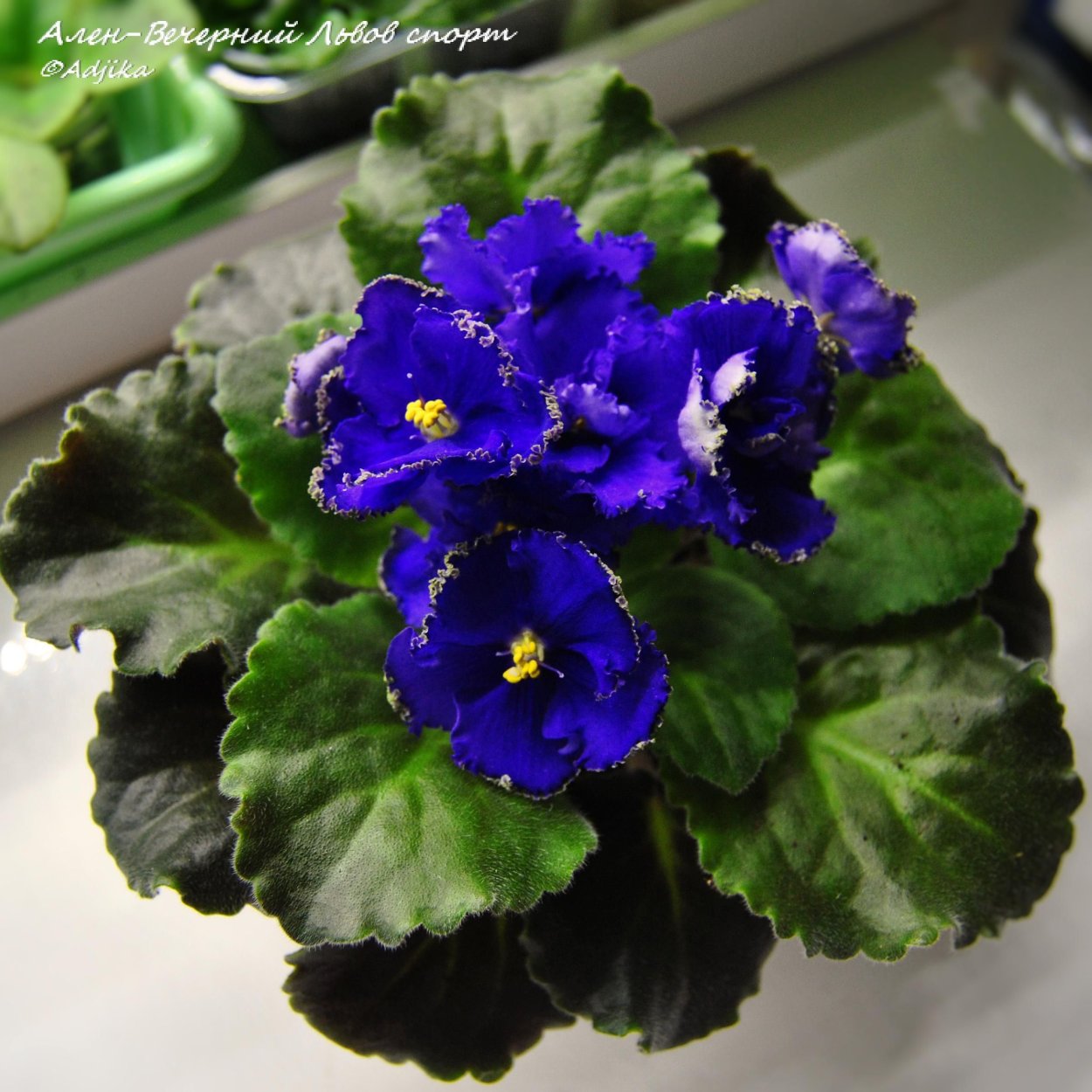 Фиалка алён Вечерний Львов
