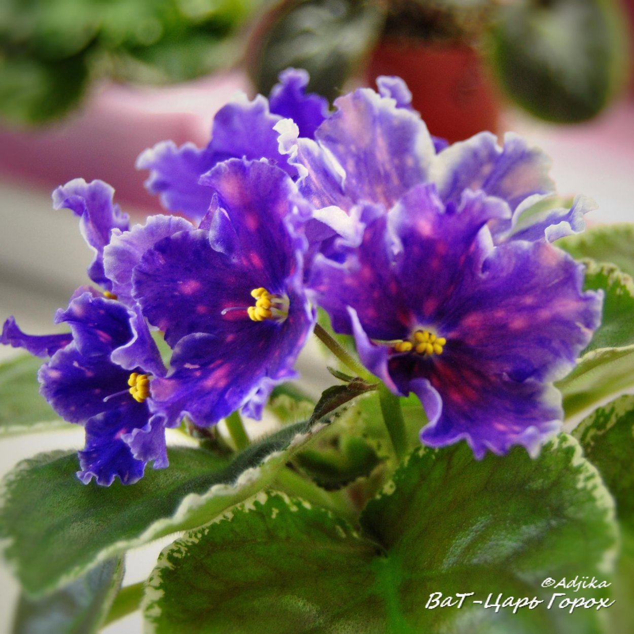 Фиалка ЕК заморская диковинка