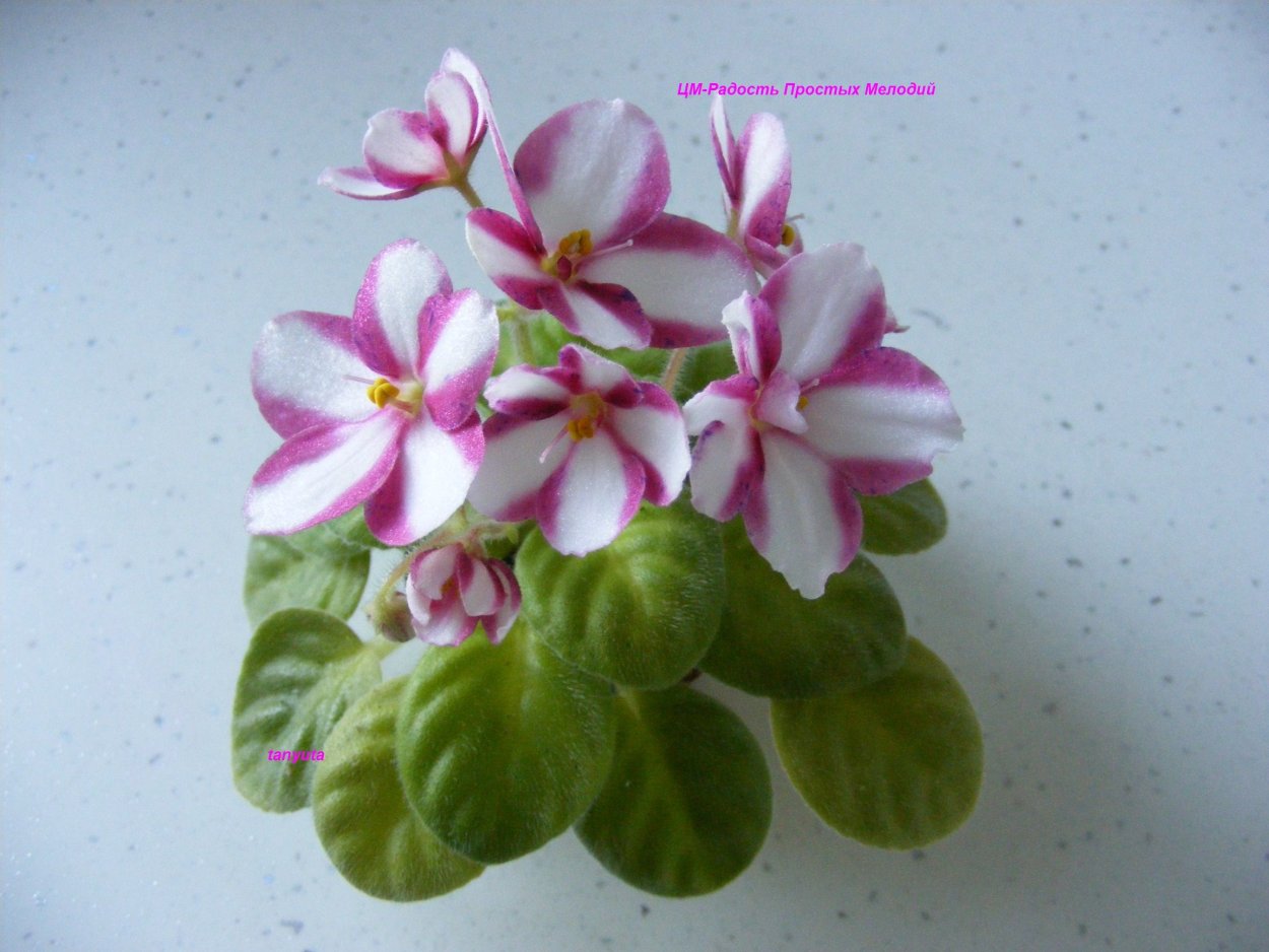 Цм радость простых мелодий фиалка Химера