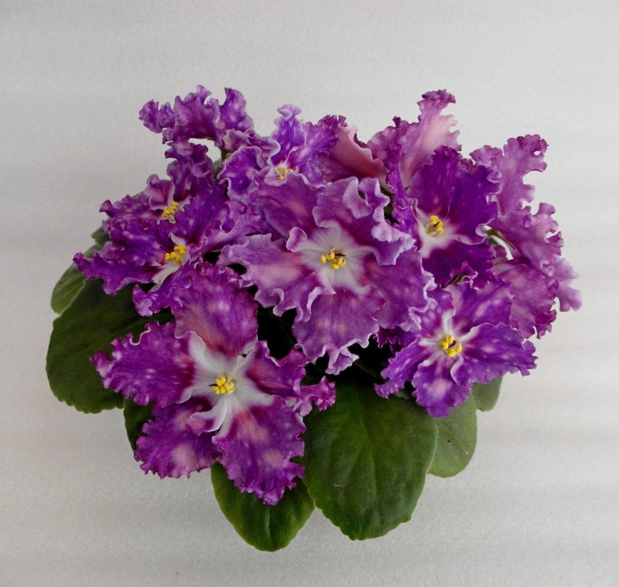 Фиалка Найда