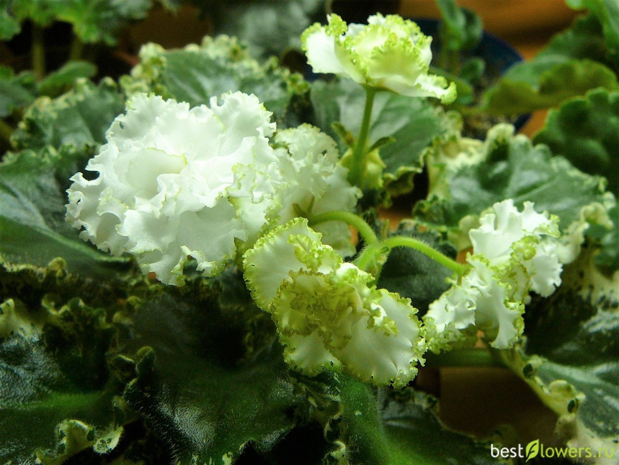 Сенполия Ян каприз