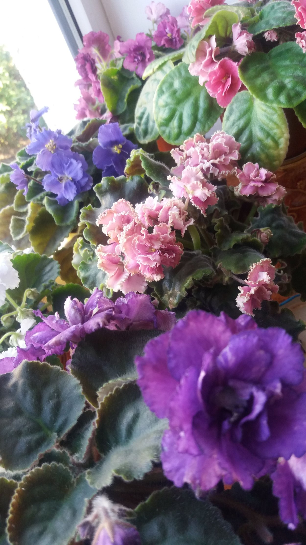 Сенполия riggbo