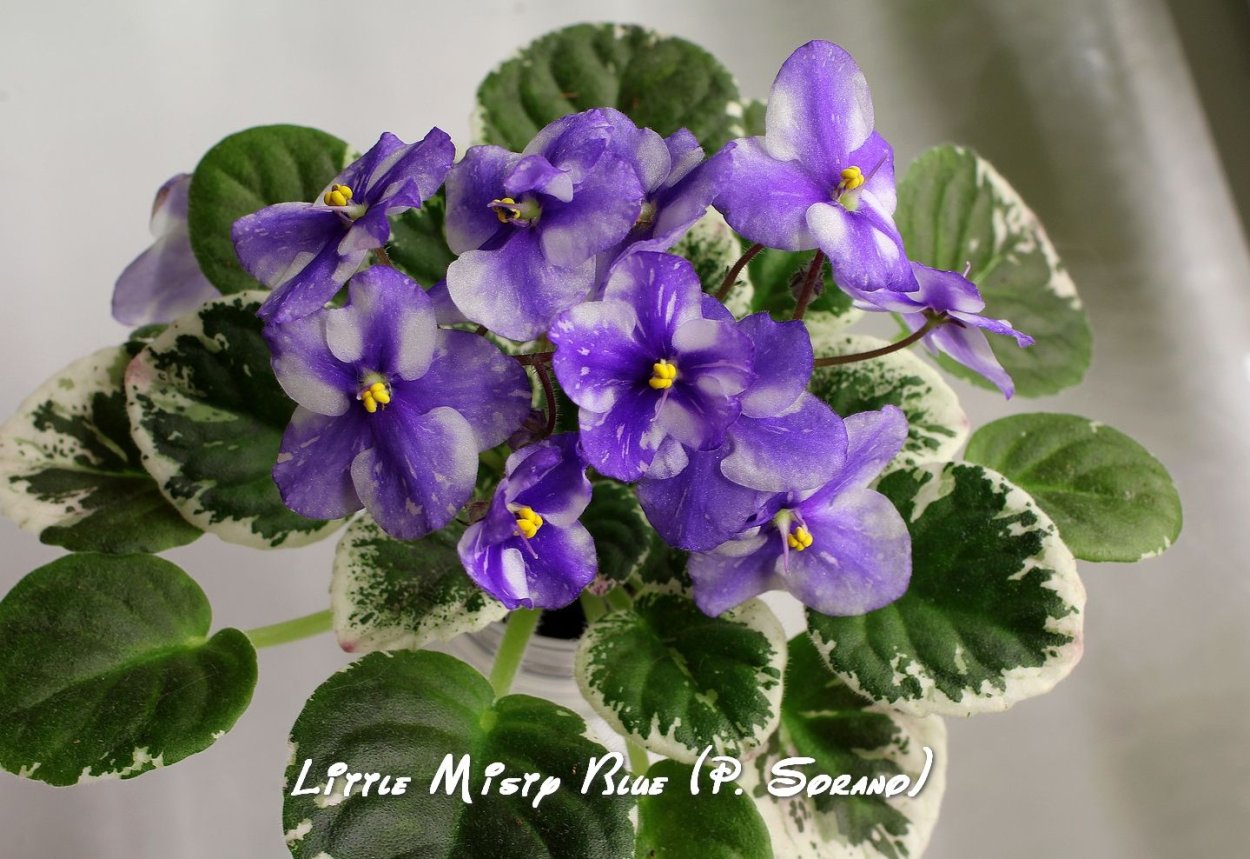 Фиалка Барбара