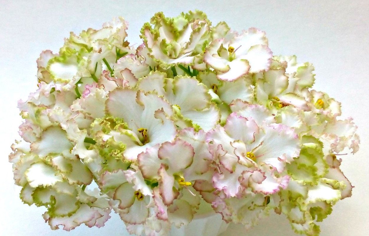 Фиалка Грин айс