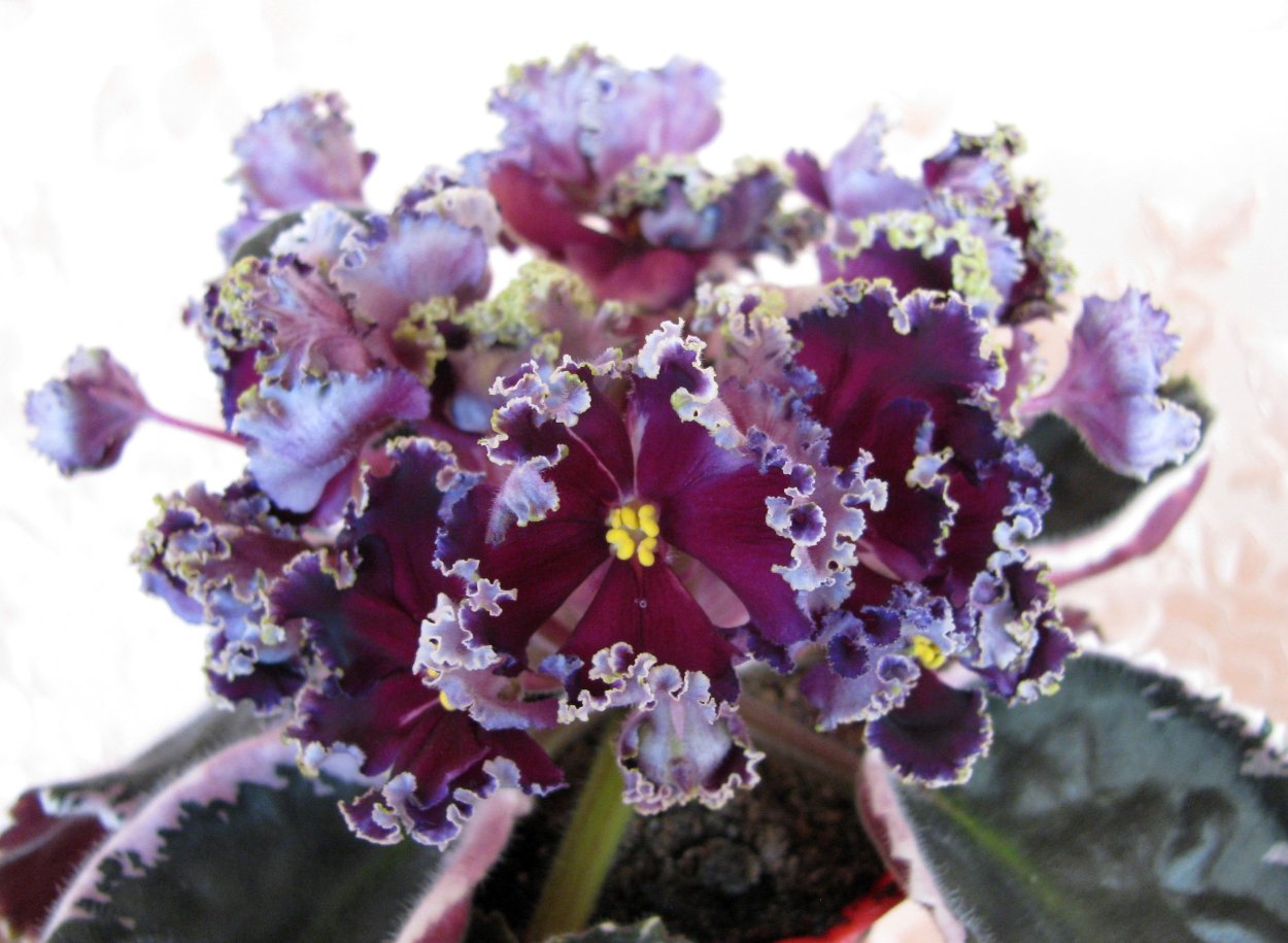 РС-Дон Жуан