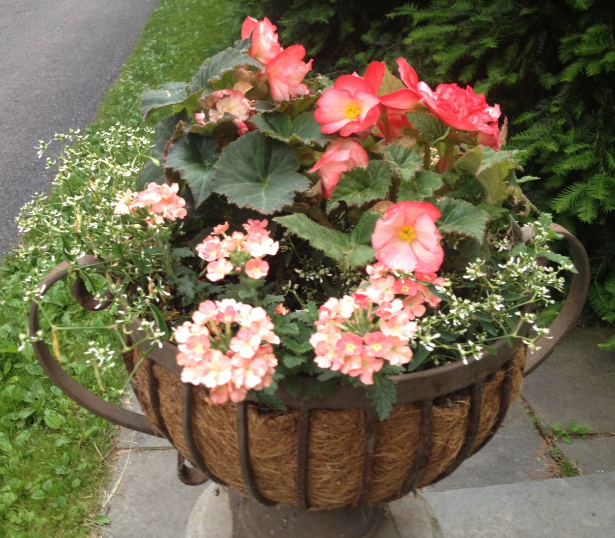 Кофе и бегония композиция