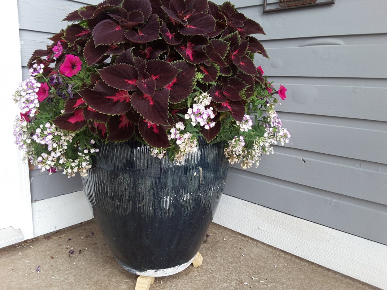 Бегония колеус лобелия