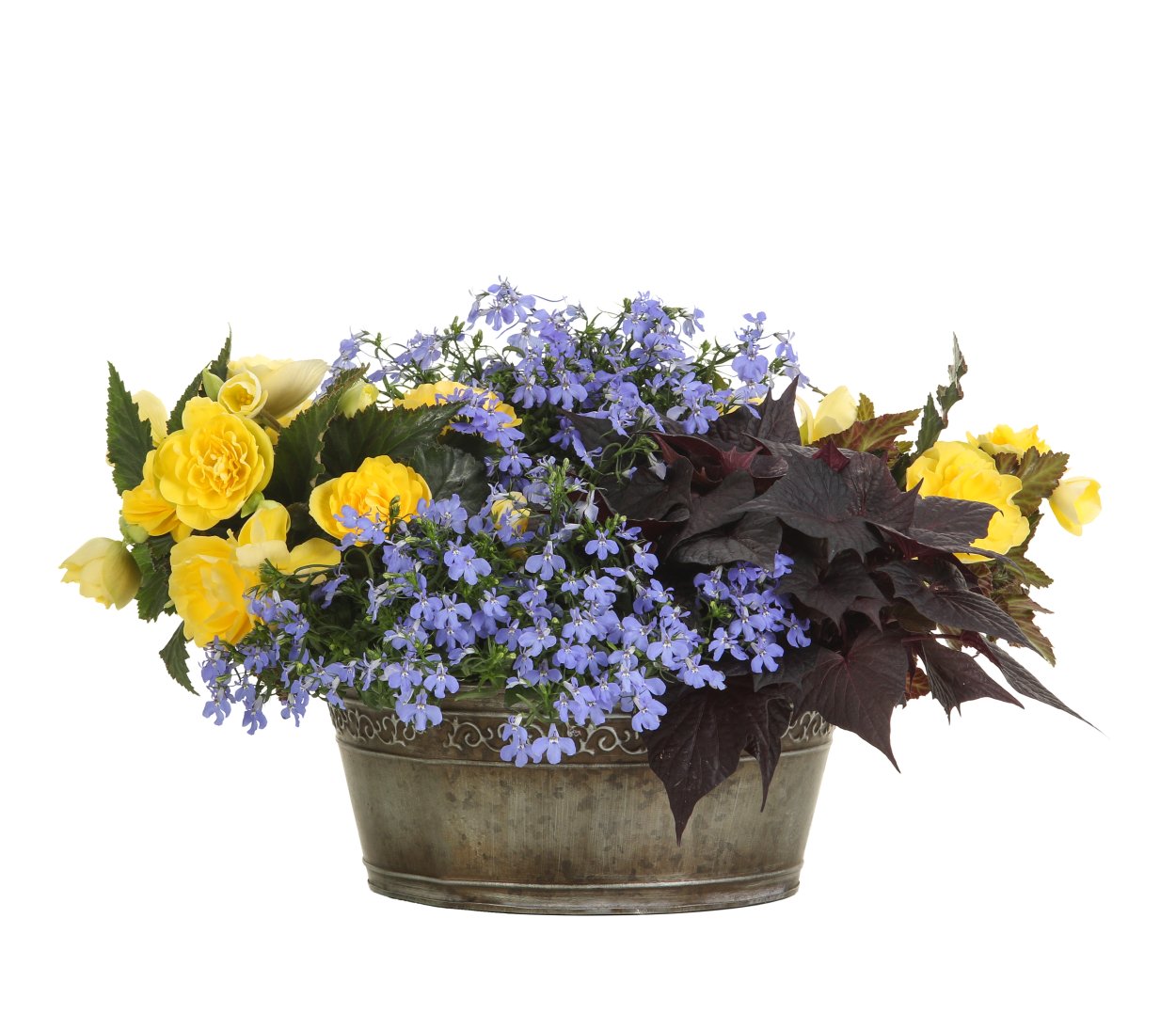 Бегония клубневая и лобелия в одном горшке