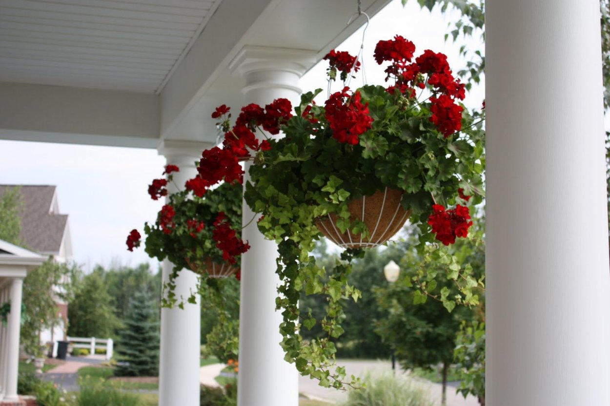 Петуния ампельная на террасе