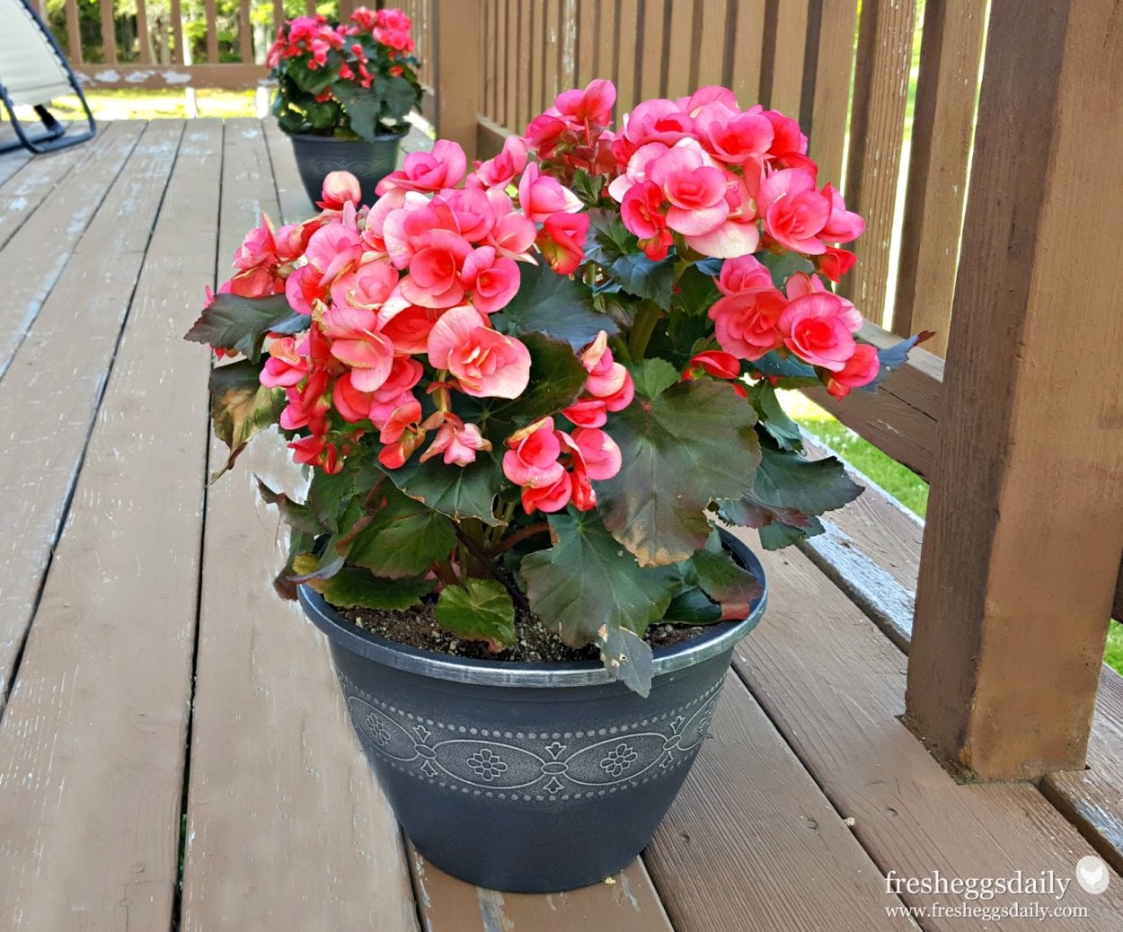 Бегония Dragone Champagne