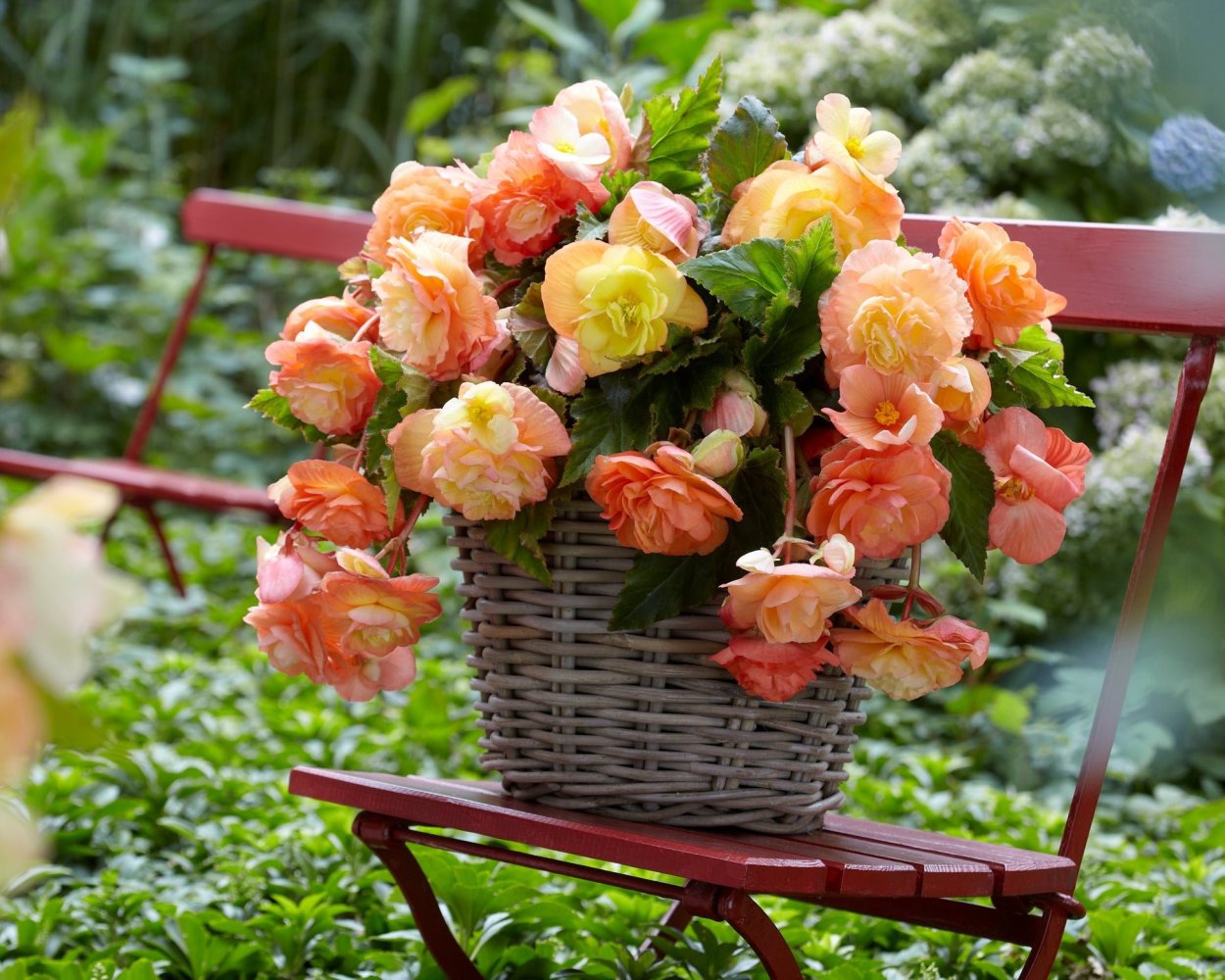 Бегония Сплендид