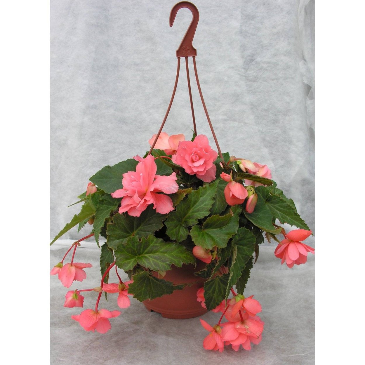 Бегония ампельная смесь кашпо