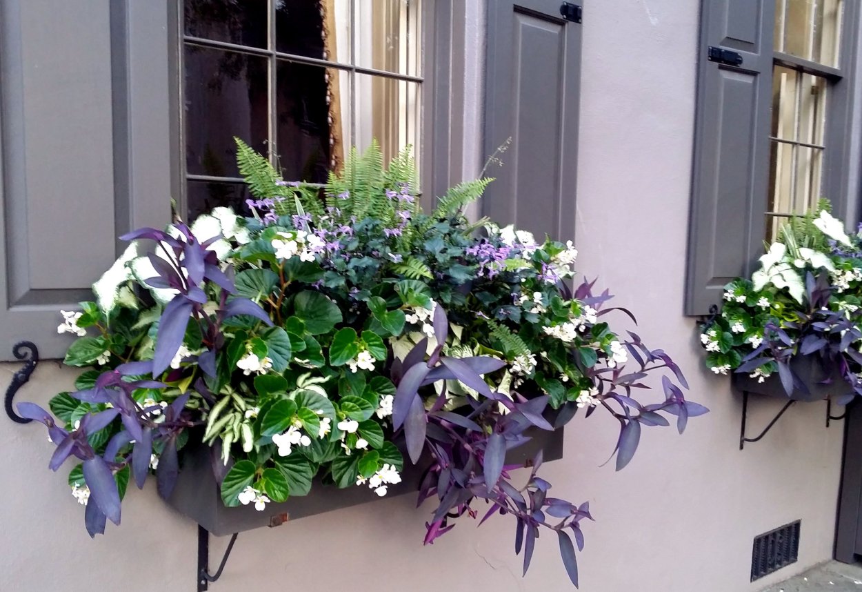 Кашпо микс петуния традесканция