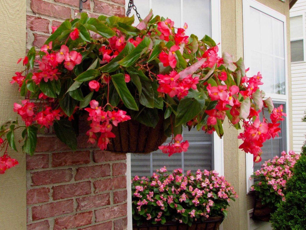 Бегония вечноцветущая на балконе