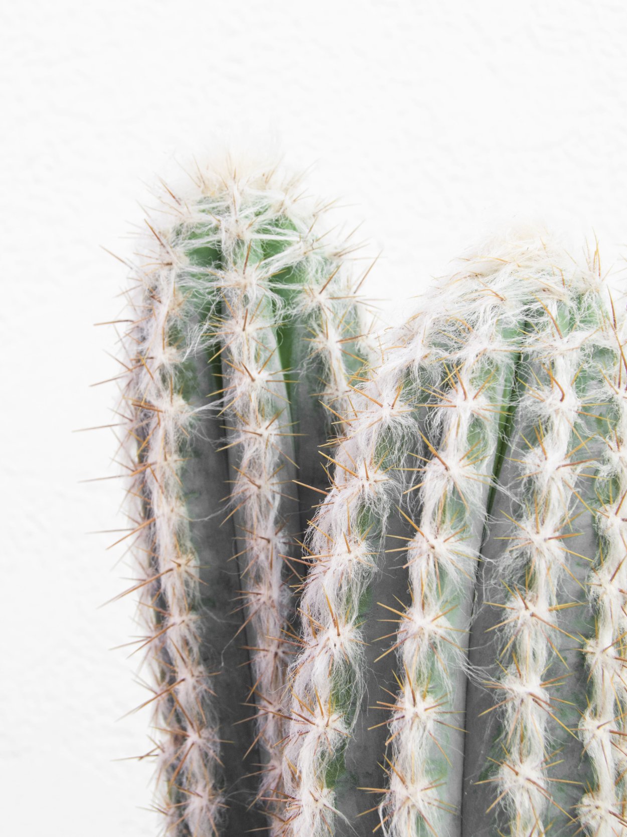 Пилоцереус Даниэль