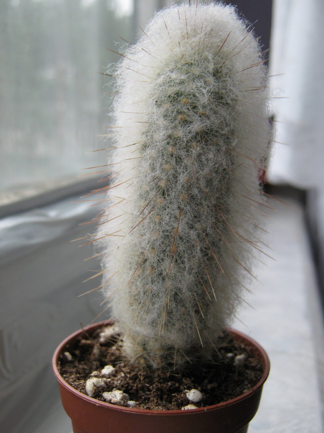 Эспостоа Ланата