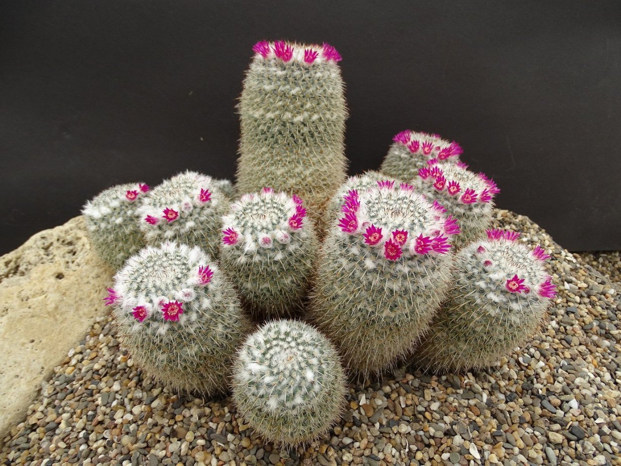 Mammillaria geminispina leucocentra