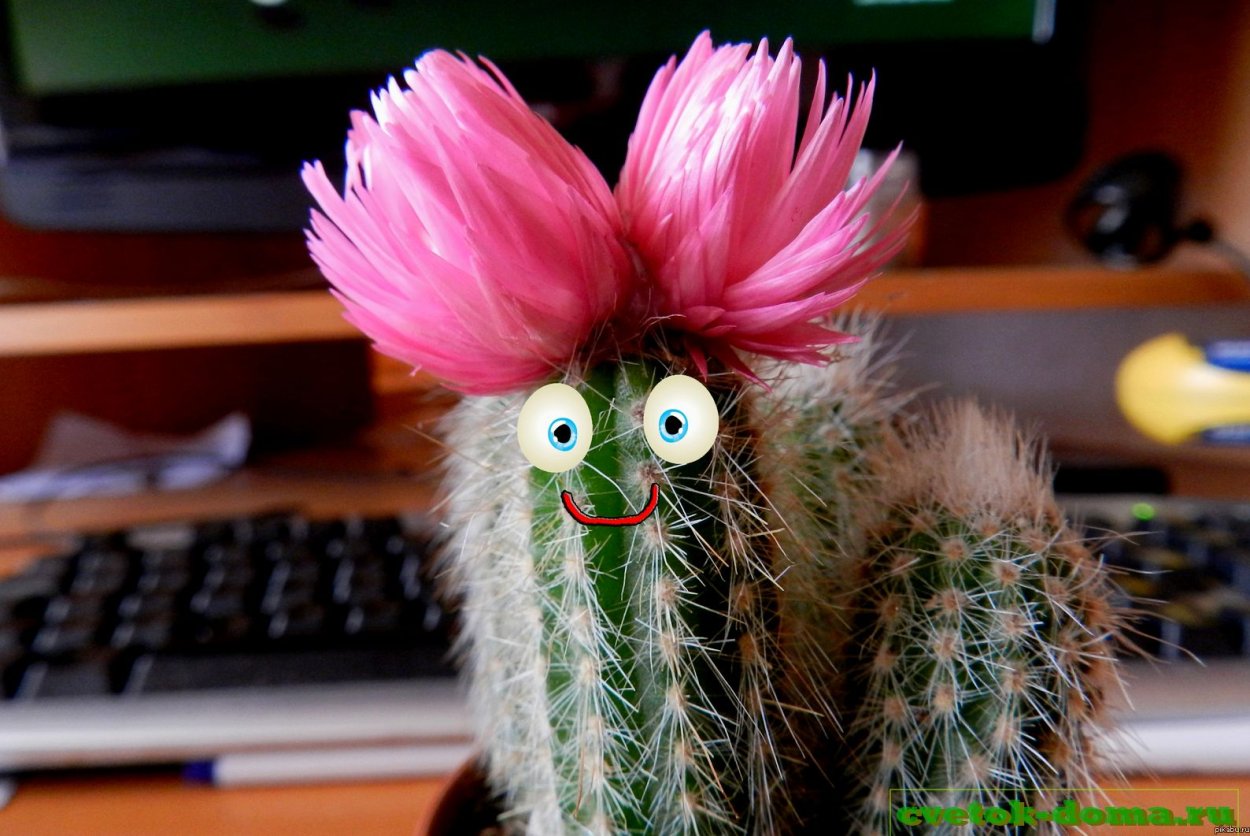 Смешной цветочек