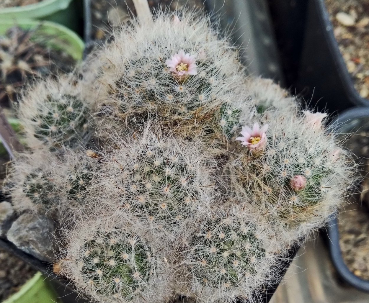Mammillaria glassii