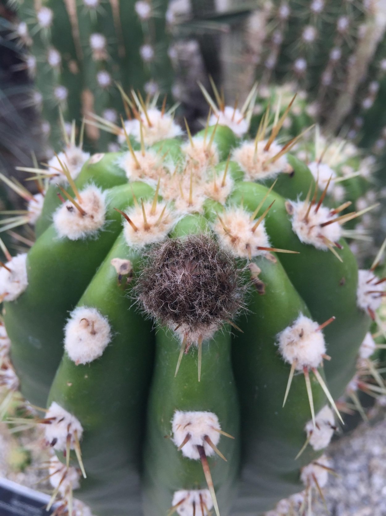 Эхинопсис кандиканс