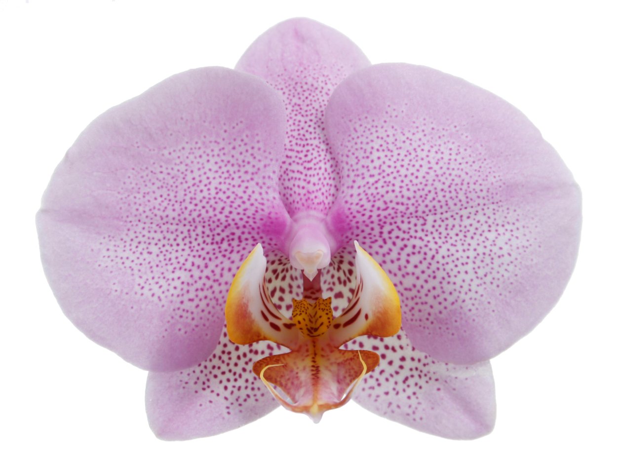 Фаленопсис Pink Dragon