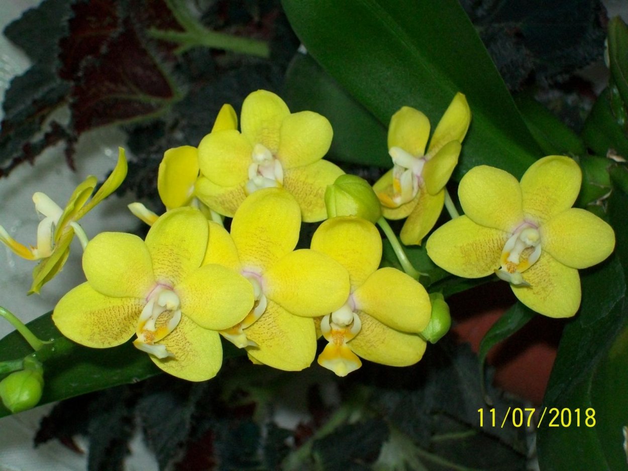 Фаленопсис i-Hsin cutie Honey