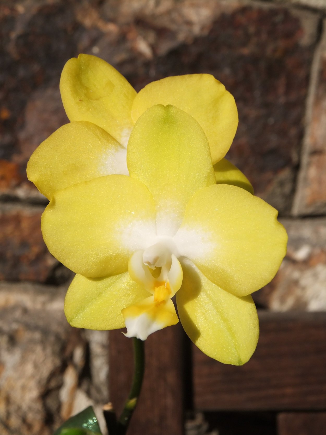 Фаленопсис Еллоу шоколад