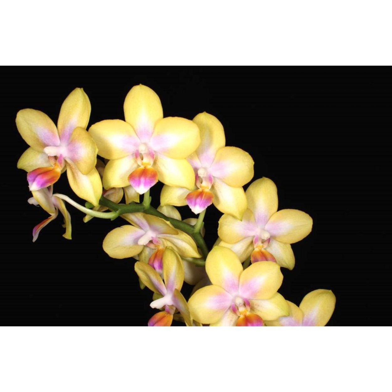 Фаленопсис Hsin Venus