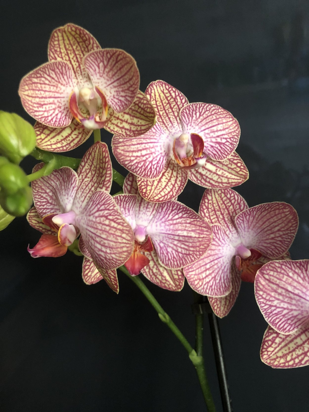 Фаленопсис Равелло