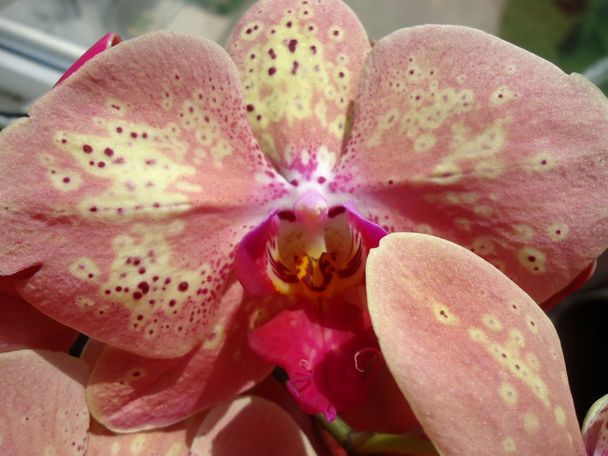 Фаленопсис Помпеи