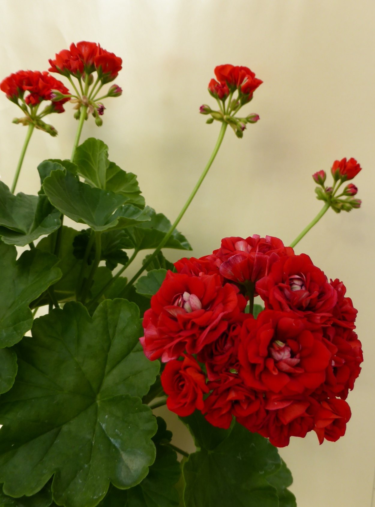 Пеларгония Scarlet Rosebud