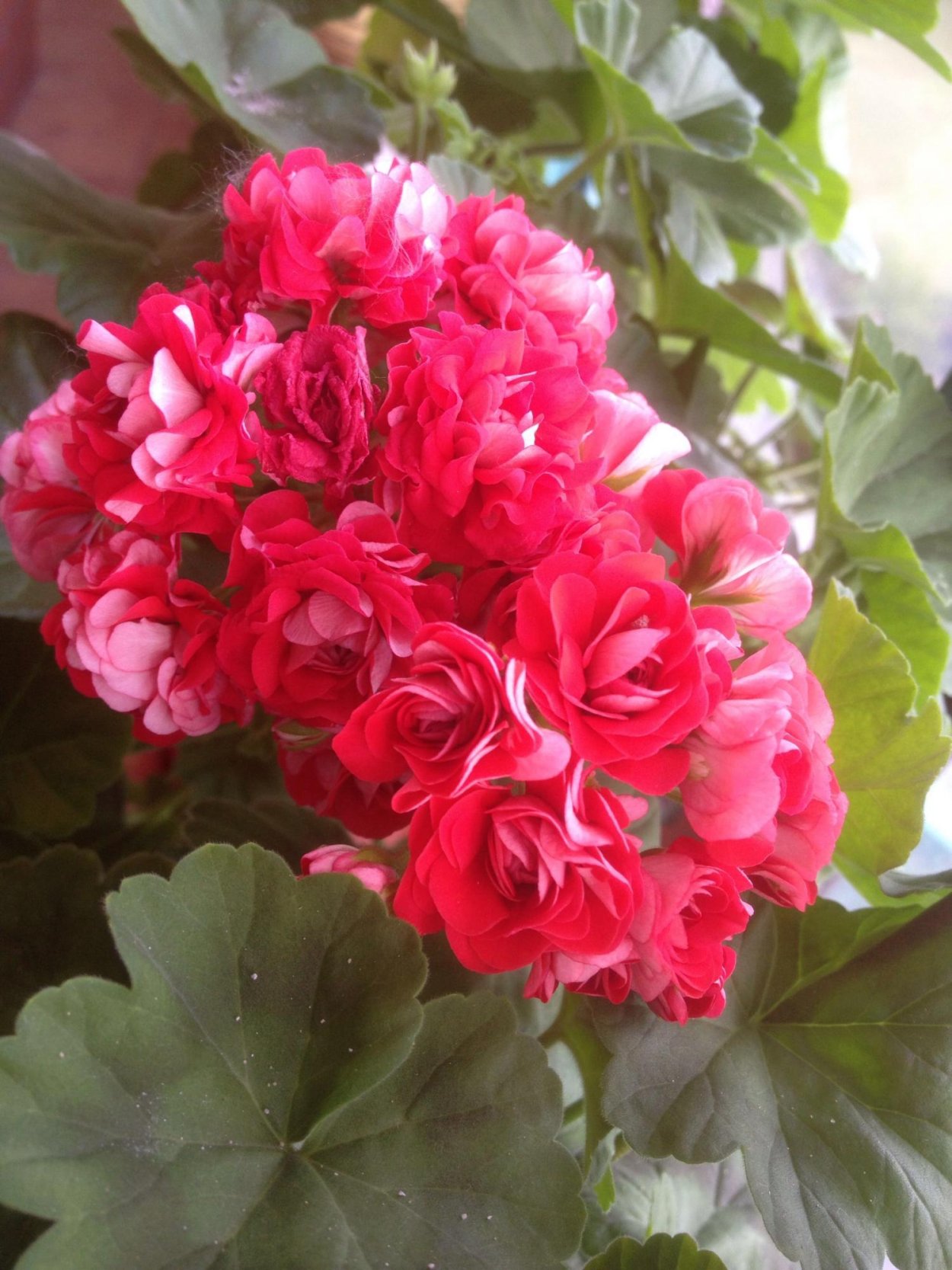 Пеларгония розебудная красная