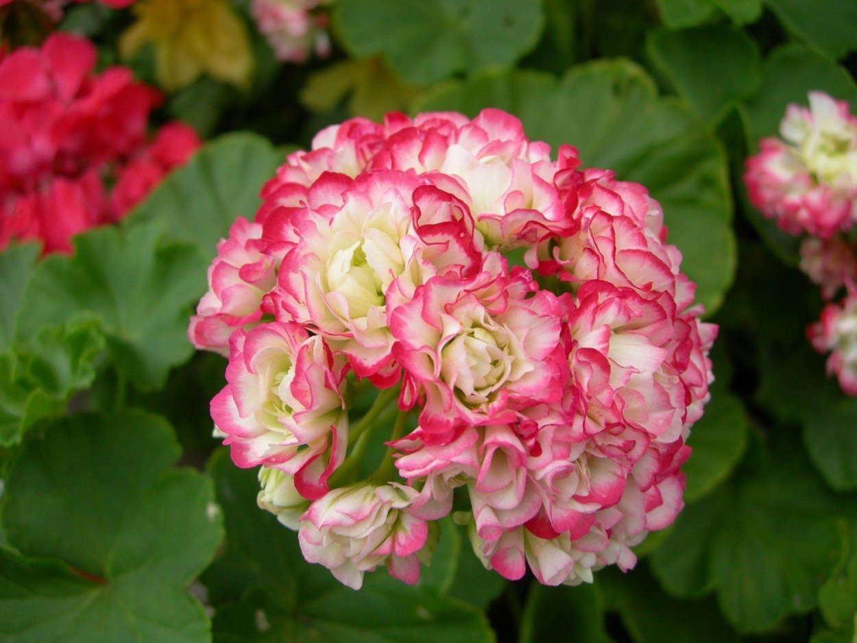 Пеларгония розебудная Grandeur deco Appleblossom