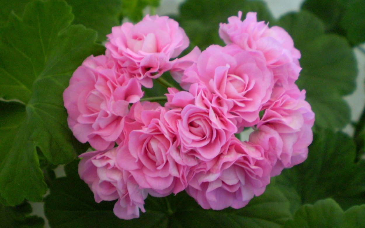 Пеларгония розебудная розовая