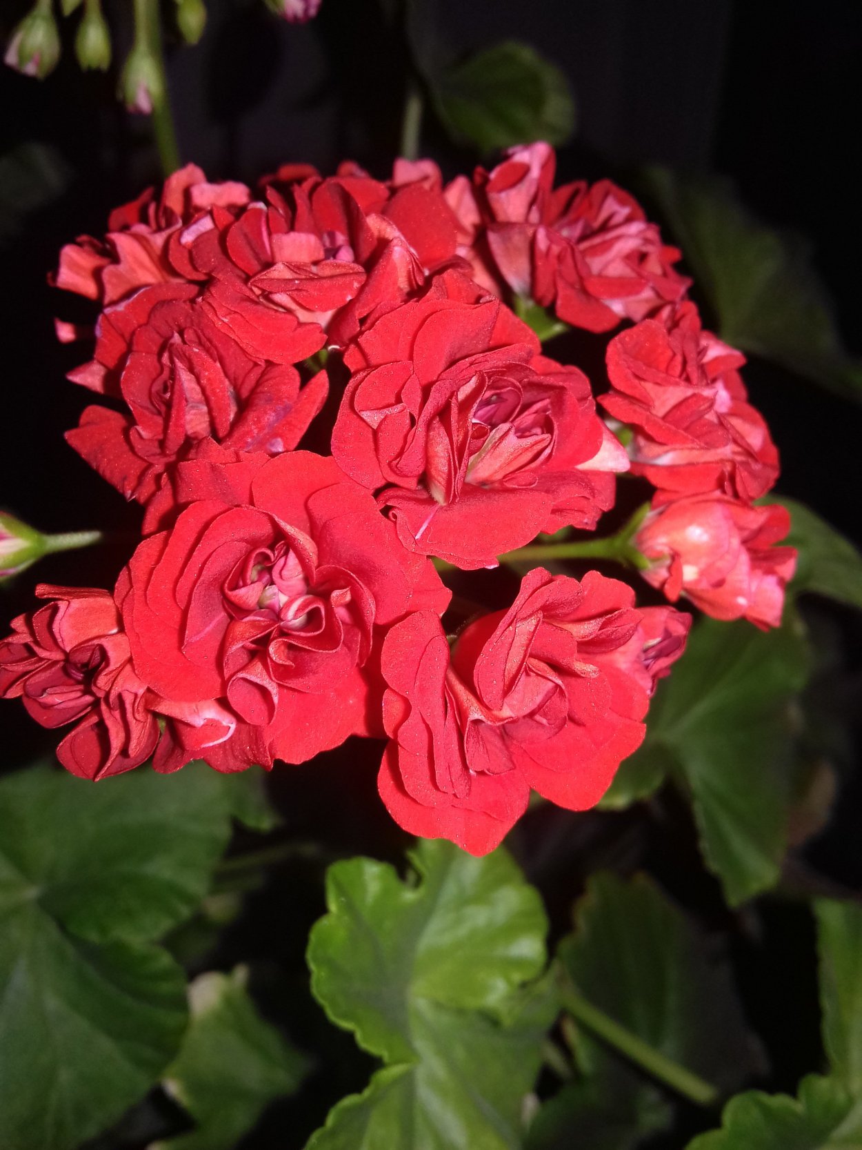 Пеларгония Botans Roda