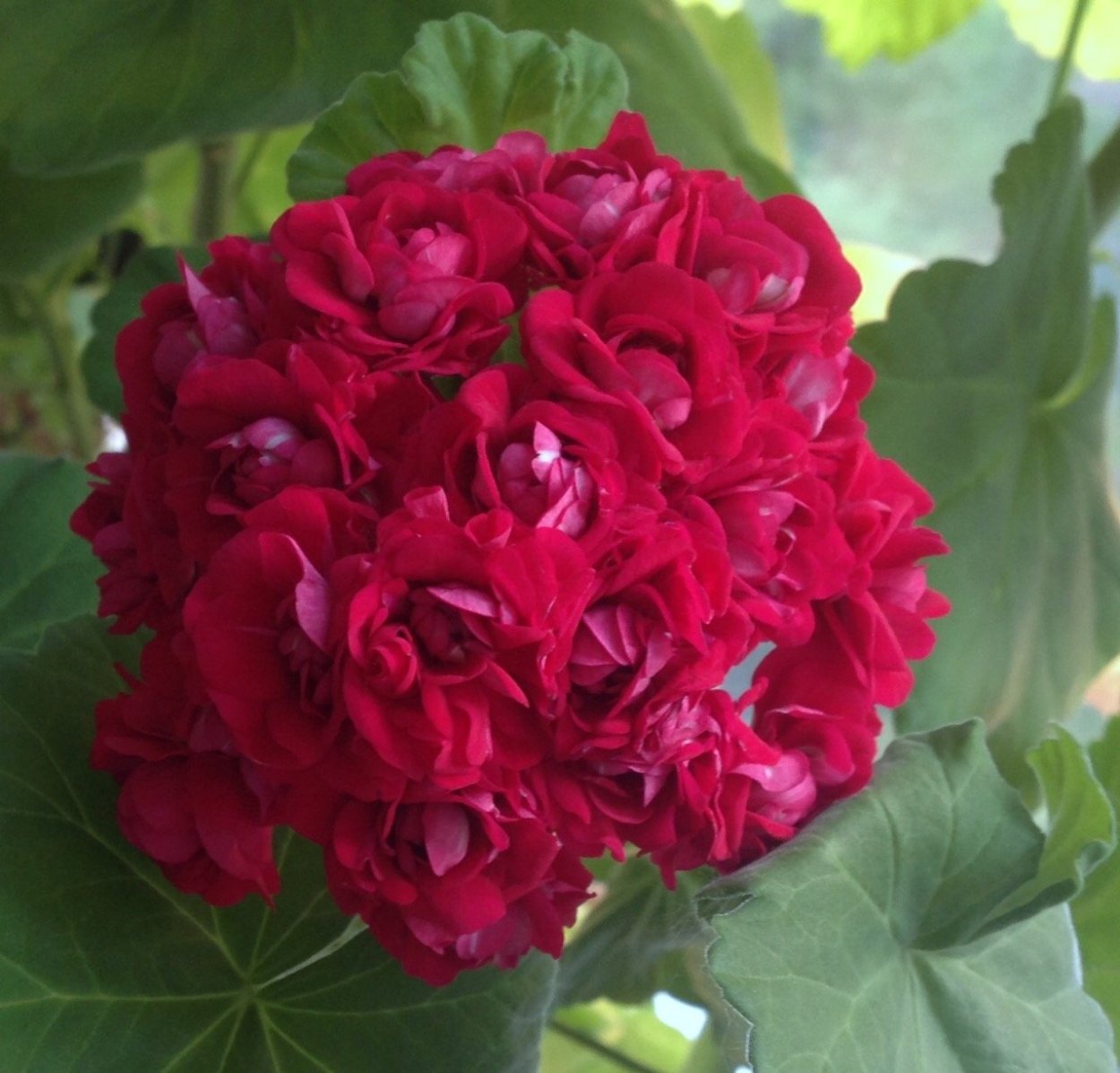 Пеларгония Ruby Rosebud