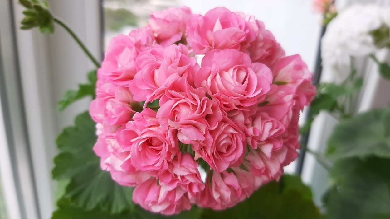 Пеларгония розовый Фламинго