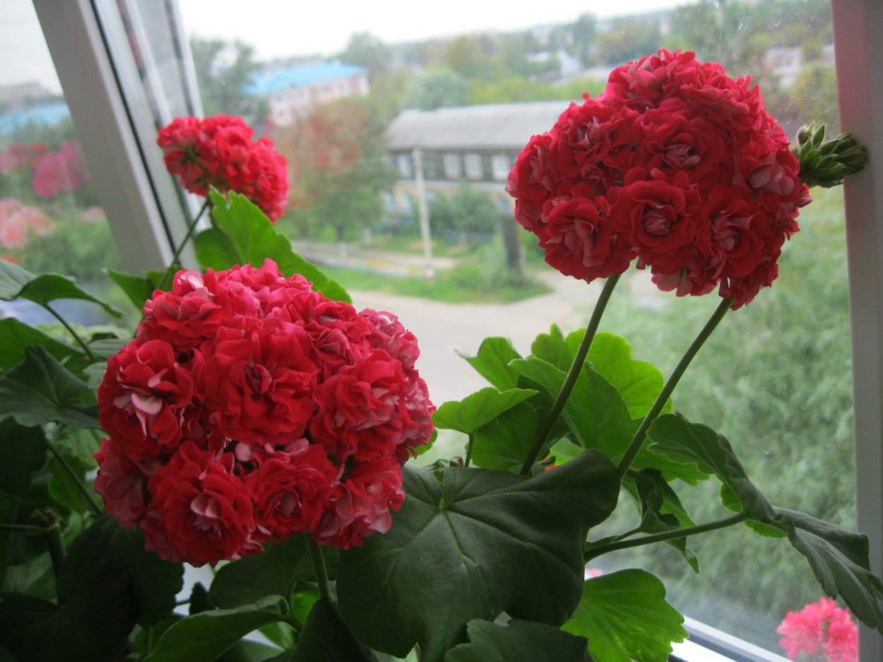 Пеларгония Вектус розебудная