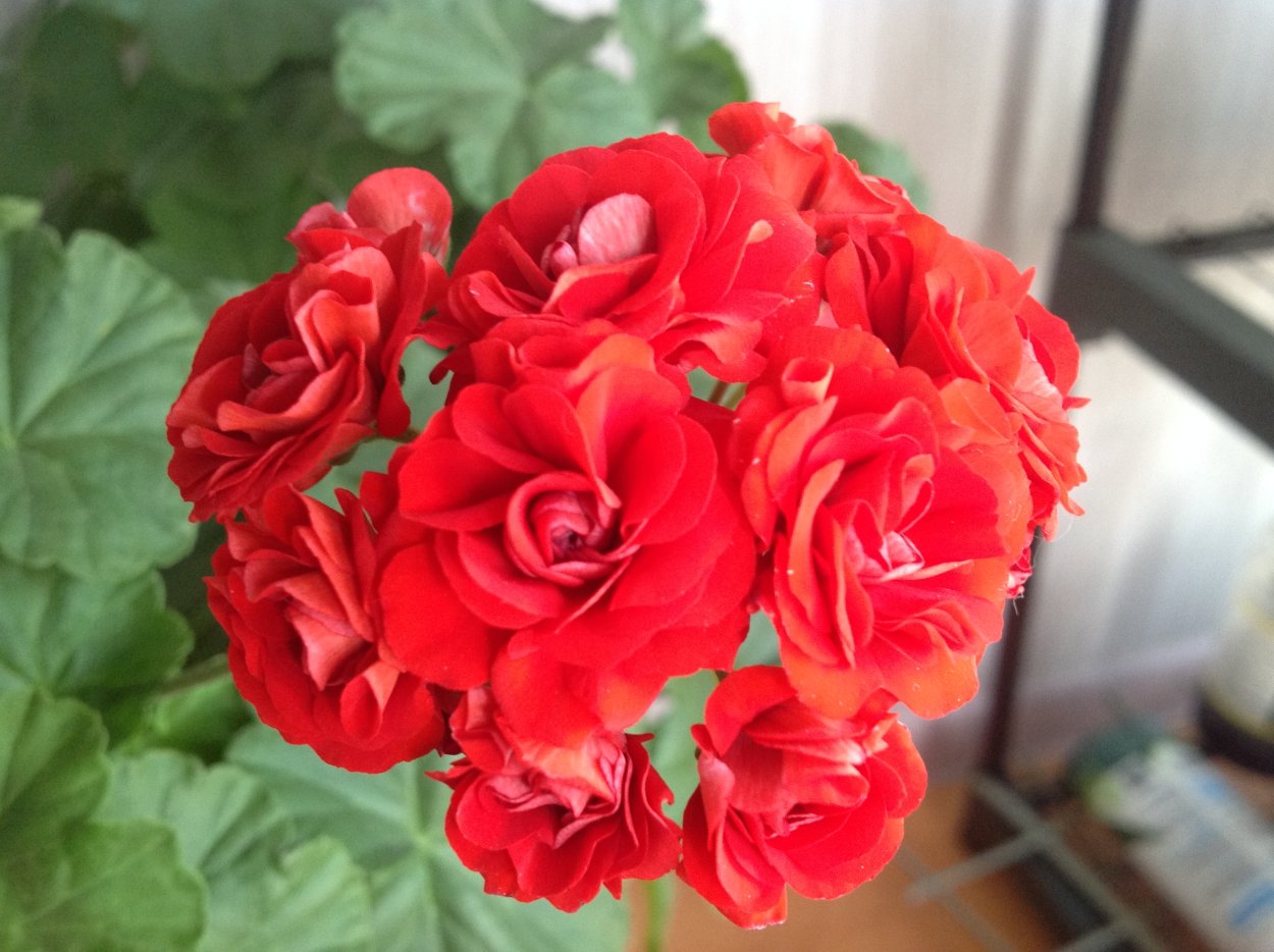 Пеларгония розебудная Johanna fr. Sattraby