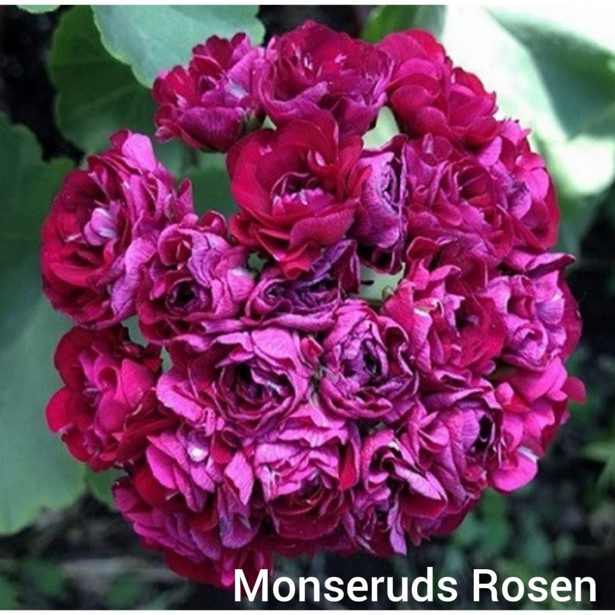 Пеларгония розебудная Monseruds Rosen