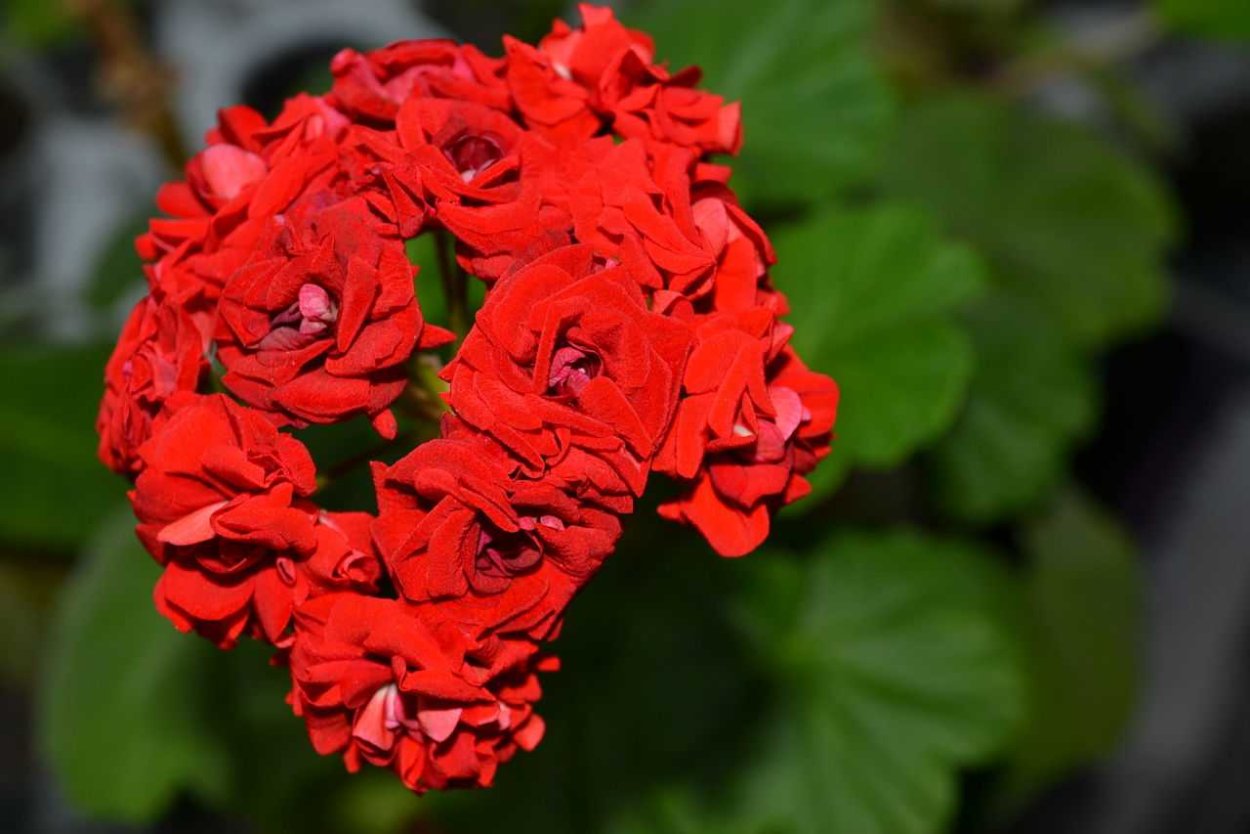 Пеларгония герань розебудная