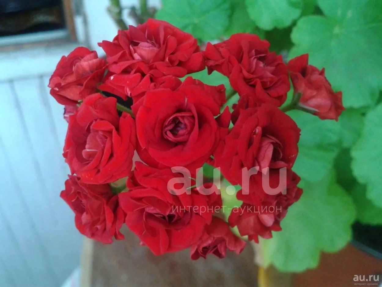 Красный розебуд пеларгония