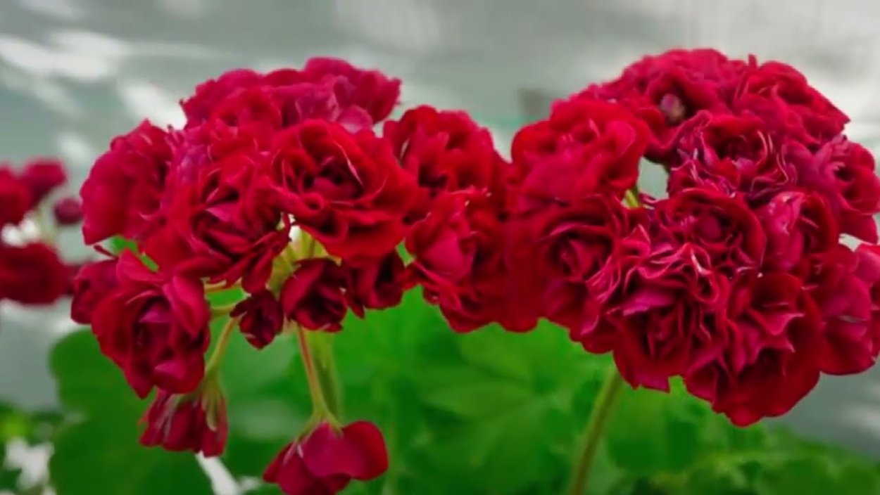 Пеларгония Garnet Rosebud