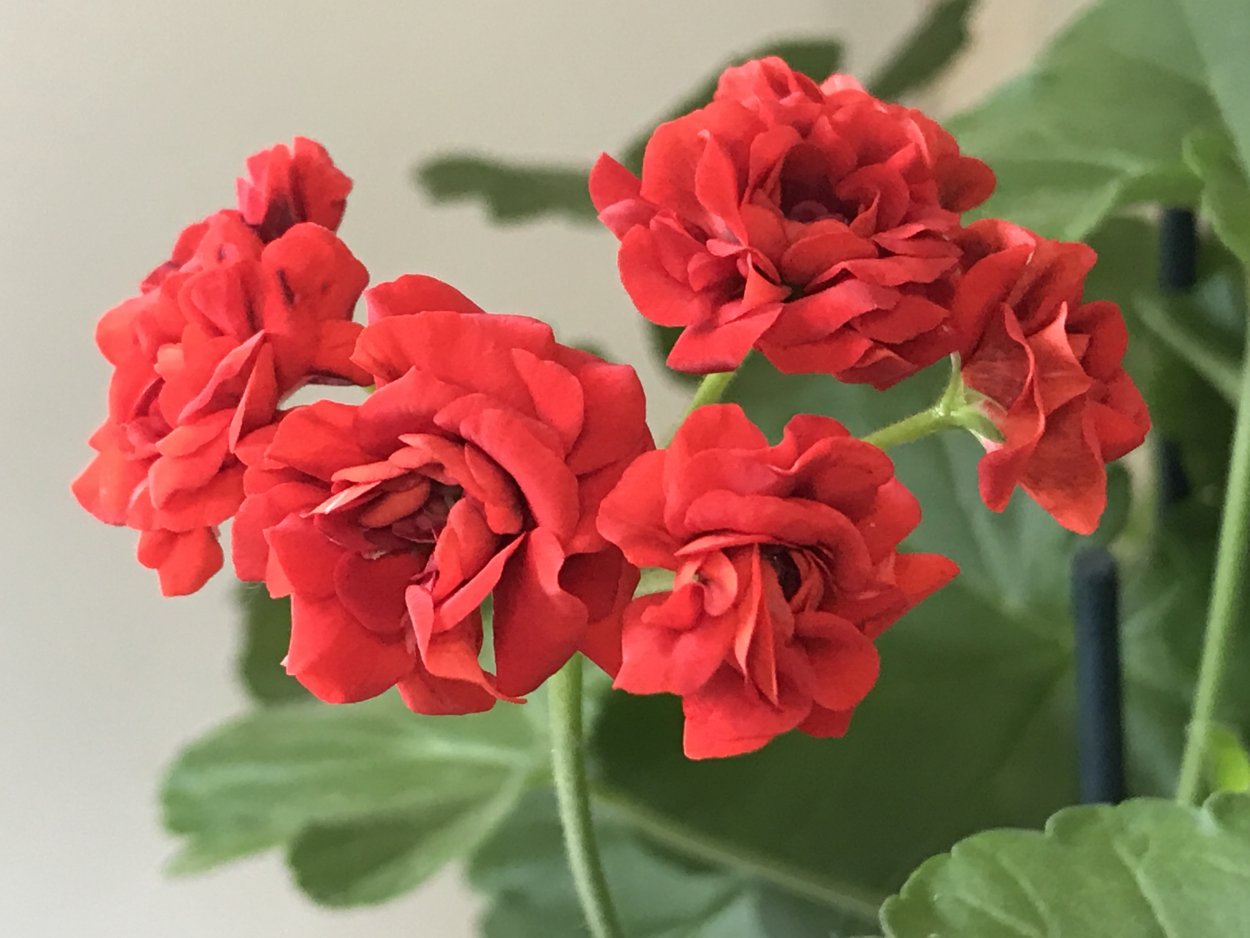 Пеларгония плющелистная красная махровая