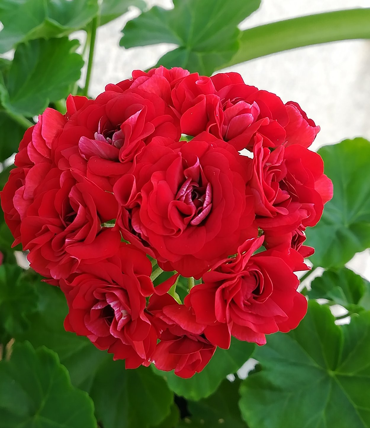 Пеларгония розебудная Queen Ingrid