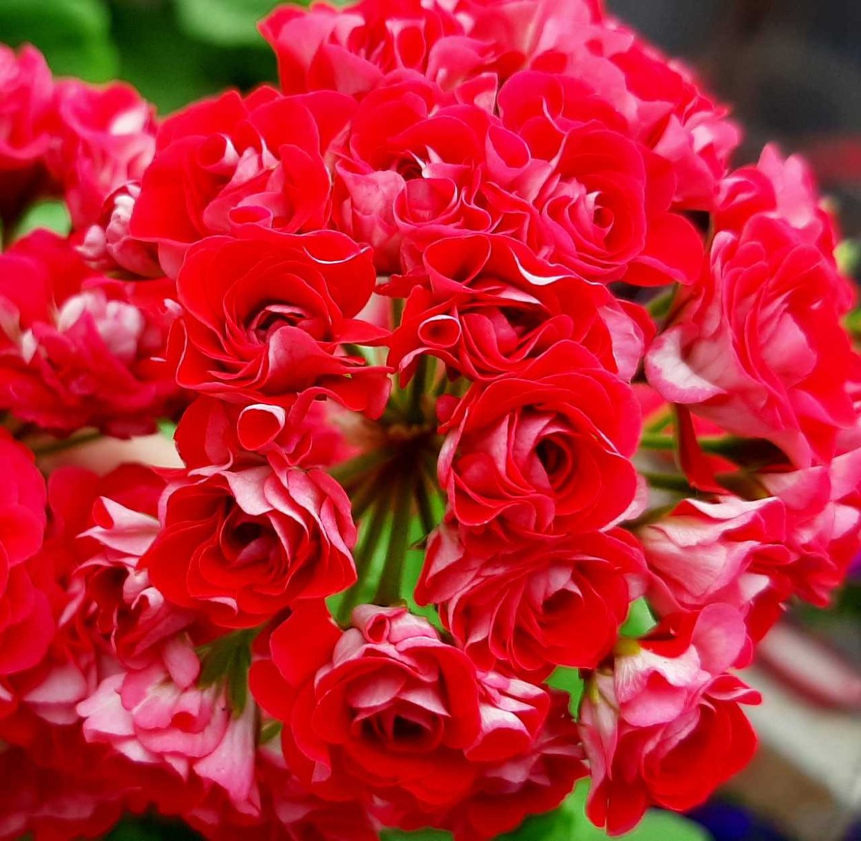 Пеларгония ред Пинк