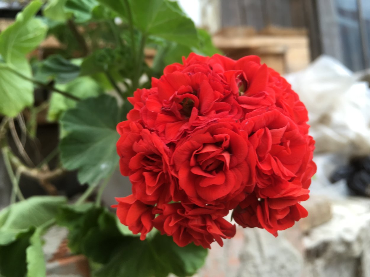 Пеларгония розебудная Astrid