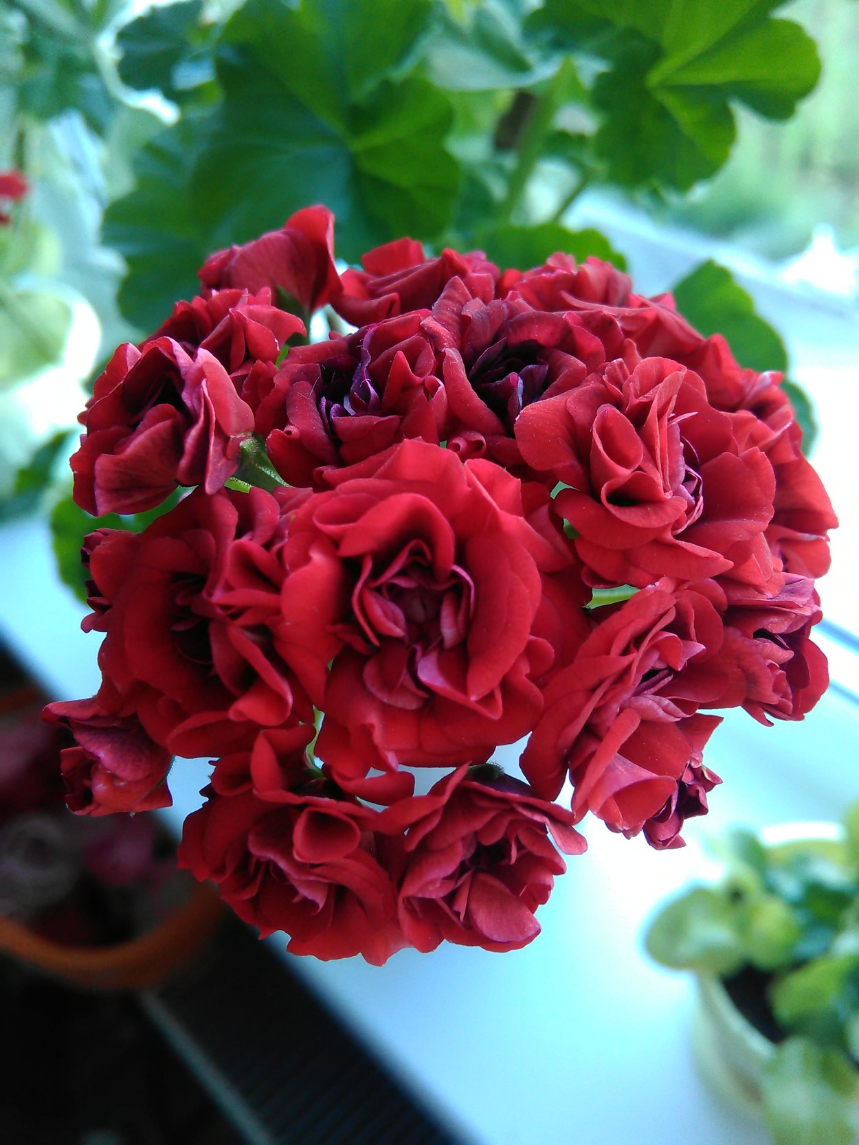 Герань розебудная